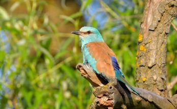 Az európai szalakóta (Coracias garrulus) megjelenése, életmódja, szaporodása