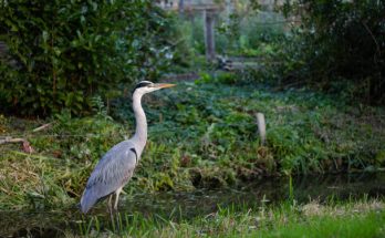 A szürke gém (Ardea cinerea) megjelenése, életmódja, szaporodása