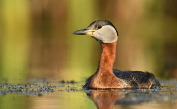 A vörösnyakú vöcsök (Podiceps grisegena) megjelenése, életmódja, szaporodása