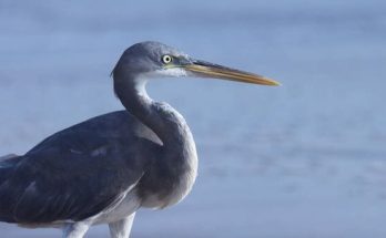 A zátonykócsag (Egretta gularis) megjelenése, életmódja, szaporodása