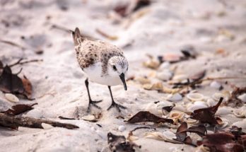 Az alaszkai partfutó (Calidris mauri) megjelenése, életmódja, szaporodása