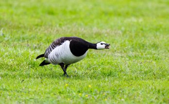 Az apácalúd (Branta leucopsis) megjelenése, életmódja, szaporodása