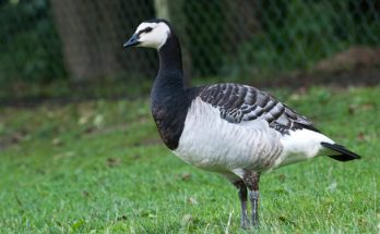 Az apácalúd (Branta leucopsis) megjelenése, életmódja, szaporodása