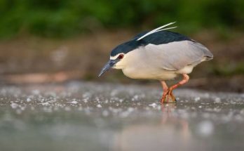 A bakcsó (Nycticorax nycticorax) megjelenése, életmódja, szaporodása