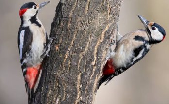 A balkáni fakopáncs (Dendrocopos syriacus) megjelenése, életmódja, szaporodása