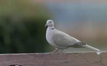 A balkáni gerle (Streptopelia decaocto) megjelenése, életmódja, szaporodása