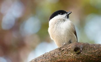 A barátcinege (Poecile palustris) megjelenése, életmódja, szaporodása