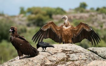 A barátkeselyű (Aegypius monachus) megjelenése, életmódja, szaporodása