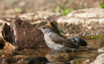 A barátposzáta (Sylvia atricapilla) megjelenése, életmódja, szaporodása