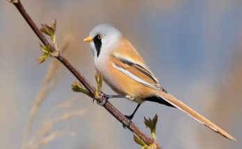 A barkóscinege (Panurus biarmicus) megjelenése, életmódja, szaporodása