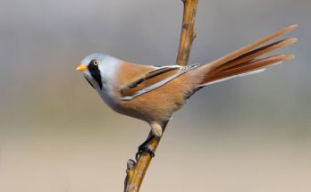 A barkóscinege (Panurus biarmicus) megjelenése, életmódja, szaporodása