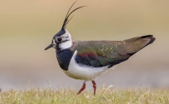 A bíbic (Vanellus vanellus) megjelenése, életmódja, szaporodása