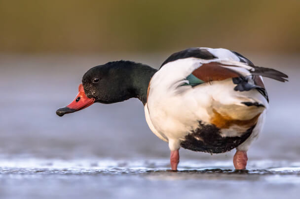 A bütykös ásólúd (Tadorna tadorna) megjelenése, életmódja, szaporodása