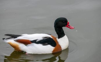 A bütykös ásólúd (Tadorna tadorna) megjelenése, életmódja, szaporodása