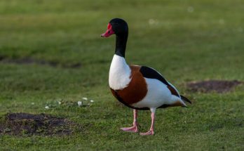 A bütykös ásólúd (Tadorna tadorna) megjelenése, életmódja, szaporodása