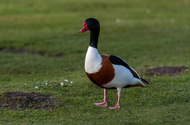 A bütykös ásólúd (Tadorna tadorna) megjelenése, életmódja, szaporodása