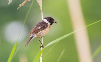 A cigánycsuk (Saxicola rubicola) megjelenése, életmódja, szaporodása