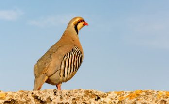 A csukár (Alectoris chukar) megjelenése, életmódja, szaporodása