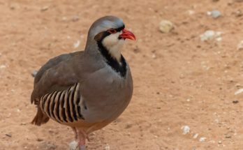 A csukár (Alectoris chukar) megjelenése, életmódja, szaporodása