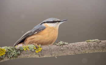 A csuszka (Sitta europaea) megjelenése, életmódja, szaporodása