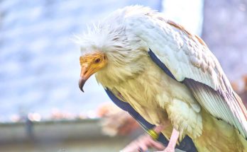 A dögkeselyű vagy egyiptomi keselyű (Neophron percnopterus) 