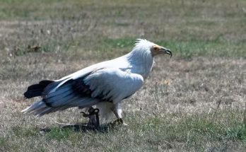 A dögkeselyű vagy egyiptomi keselyű (Neophron percnopterus) 