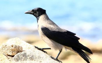 A dolmányos varjú (Corvus cornix) megjelenése, életmódja, szaporodása