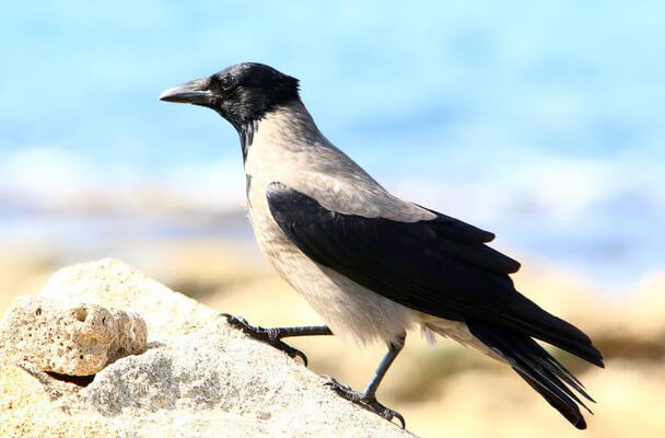 A dolmányos varjú (Corvus cornix) megjelenése, életmódja, szaporodása