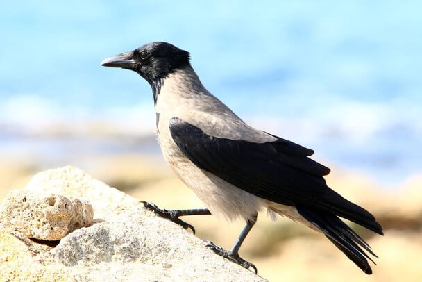 A dolmányos varjú hangja (Corvus cornix) megjelenése, életmódja, szaporodása
