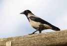 A dolmányos varjú (Corvus cornix) megjelenése, életmódja, szaporodása
