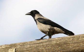 A dolmányos varjú (Corvus cornix) megjelenése, életmódja, szaporodása