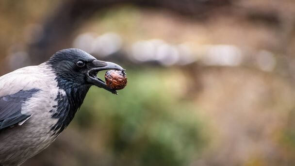 A dolmányos varjú (Corvus cornix) megjelenése, életmódja, szaporodása