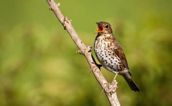 Az énekes rigó (Turdus philomelos) megjelenése, életmódja, szaporodása