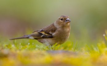 Az erdei pinty (Fringilla coelebs) megjelenése, életmódja, szaporodása