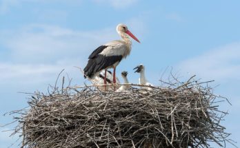 A fehér gólya (Ciconia ciconia) megjelenése, életmódja, szaporodása