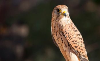 A fehérkarmú vércse (Falco naumanni) megjelenése, életmódja, szaporodása