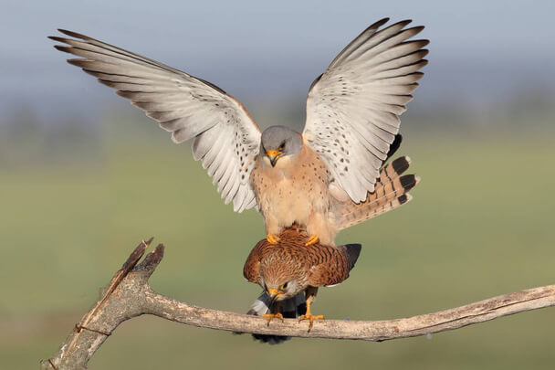 A fehérkarmú vércse (Falco naumanni) megjelenése, életmódja, szaporodása