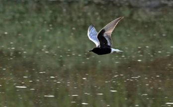 A fehérszárnyú szerkő (Chlidonias leucopterus) megjelenése, életmódja, szaporodása