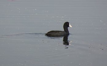 A fekete réce (Melanitta nigra) megjelenése, életmódja, szaporodása