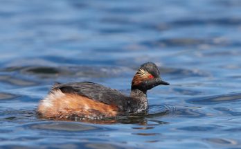 A feketenyakú vöcsök (Podiceps nigricollis) megjelenése, életmódja, szaporodása