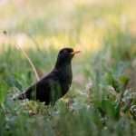 A fekete rigó (Turdus merula) megjelenése, életmódja, szaporodása