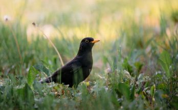 A fekete rigó (Turdus merula) megjelenése, életmódja, szaporodása