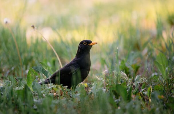 A fekete rigó (Turdus merula) megjelenése, életmódja, szaporodása