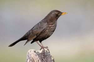Rigo Rajzok A fekete rigó (Turdus merula) megjelenése, életmódja, szaporodása ⋆ ...