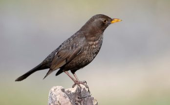 A fekete rigó (Turdus merula) megjelenése, életmódja, szaporodása