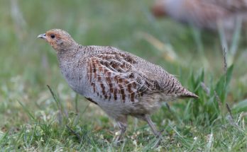 A fogoly (Perdix perdix) megjelenése, életmódja, szaporodása