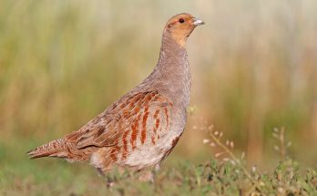 A fogoly (Perdix perdix) megjelenése, életmódja, szaporodása