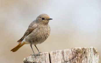 A házi rozsdafarkú (Phoenicurus ochruros) megjelenése, életmódja, szaporodása