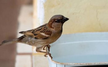 A házi veréb (Passer domesticus) megjelenése, életmódja, szaporodása