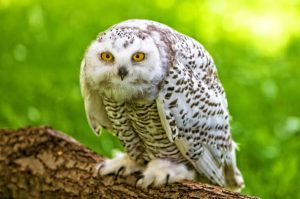 A hóbagoly (Bubo scandiacus) megjelenése, életmódja, szaporodása ⋆ ...